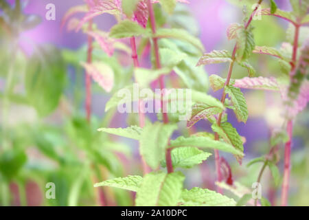 Gros plan sur les feuilles de menthe et de fleurs dans le jardin à l'extérieur. Photo aux couleurs néon avec copie-espace. Banque D'Images