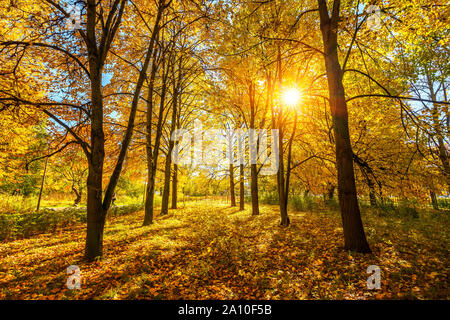 Alley, dans la ville animée de autumn park Banque D'Images