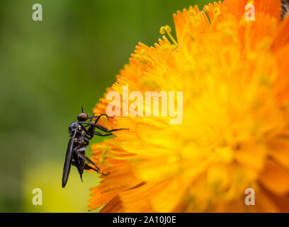 Empididae, macro d'un poignard voler sur un chardon commun jaune Banque D'Images