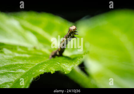 Geometridae, macro d'un inchworm sur une feuille dans la forêt Banque D'Images