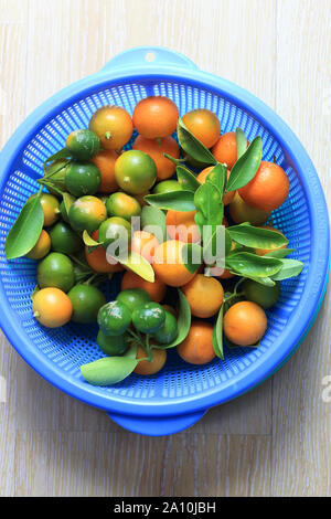 Entièrement mûres calamondin, Kumquat, Citrofortunella microcarpa sur fond de bois Banque D'Images