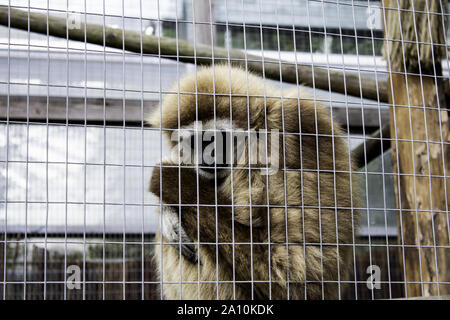 Cage cadenassée de l'orang-outan, l'abus des animaux sauvages, des singes Banque D'Images