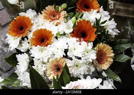 Marguerites de couleur, le jardin botanique, plantes et fleurs Banque D'Images