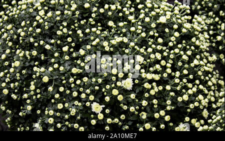 Marguerites de couleur, le jardin botanique, plantes et fleurs Banque D'Images