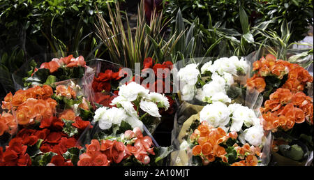 Marguerites de couleur, le jardin botanique, plantes et fleurs Banque D'Images