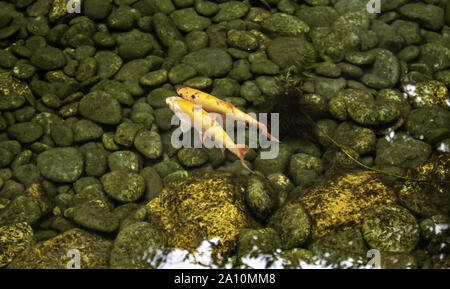 Poissons en rivière dans la liberté, les animaux et les paysages, la nature Banque D'Images