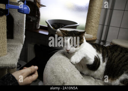 Accueil chat de compagnie, animaux domestiques au repos, l'amour amitié Banque D'Images