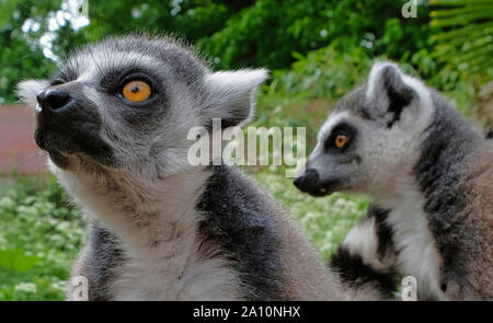 Queue anneau lémuriens dans le parc national de l'île de Madagascar. Deux jeunes lémuriens curieusement sont venus voir ce qui se passe aux Pays-Bas l'avifaune. Banque D'Images