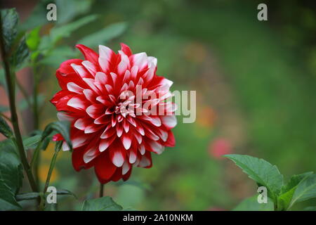 Dahlia rouge et blanc en pleine floraison Banque D'Images