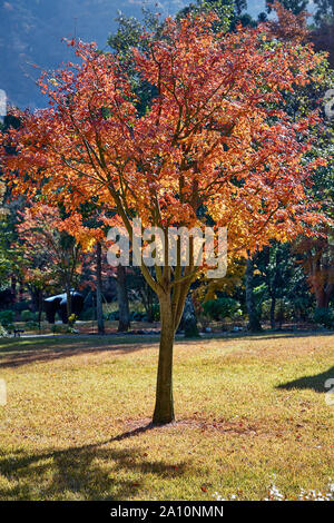 L'orange vif, jaune et rouge foncé feuilles d'érable japonais (Acer japonicum) à Hakone park à l'automne. Le Japon Banque D'Images