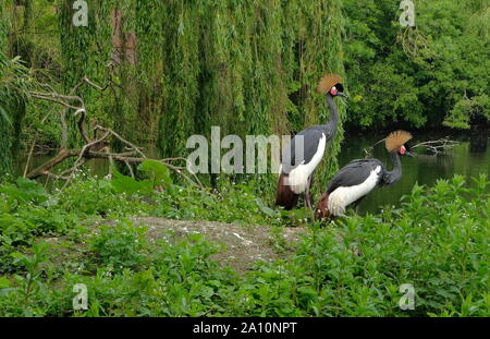 Deux grues couronnées sur prairie de l'avifaune du bois bas Banque D'Images