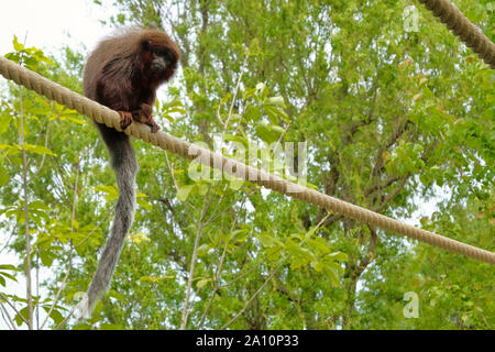 Singe titi rouge grimper sur une branche de l'avifaune de l'habitat naturel des Pays-Bas Banque D'Images