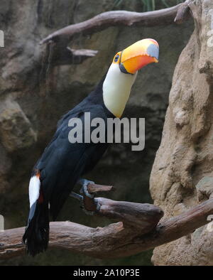 Closup de Toucan sur une branche dans l'avifaune Pays-Bas Banque D'Images