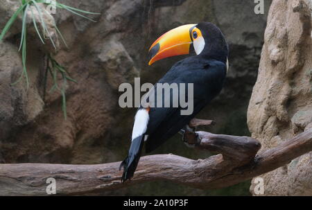 Closup de Toucan sur une branche dans l'avifaune Pays-Bas Banque D'Images