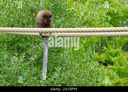 Singe titi rouge grimper sur une branche de l'avifaune de l'habitat naturel des Pays-Bas Banque D'Images