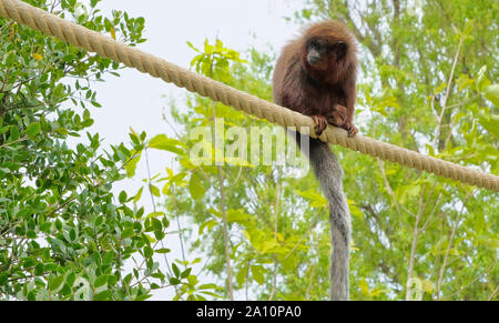 Singe titi rouge grimper sur une branche de l'avifaune de l'habitat naturel des Pays-Bas Banque D'Images