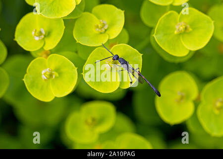 Les espèces de guêpes de bois sur l'Euphorbia fleurs, Gloucestershire, Angleterre, Royaume-Uni. Banque D'Images