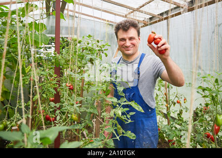 L'homme sympathique en salopette bleue rouge prend des tomates dans une serre et sourit à la caméra. Banque D'Images