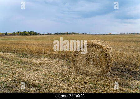 Beau paysage. Domaine de l'agriculture. Bundles ronde d'herbe sèche dans le domaine contre le ciel bleu. Les balles de foin pour nourrir le bétail en hiver. Banque D'Images