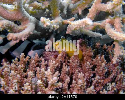 Le citron (Gobiodon citrinus (corail) Banque D'Images