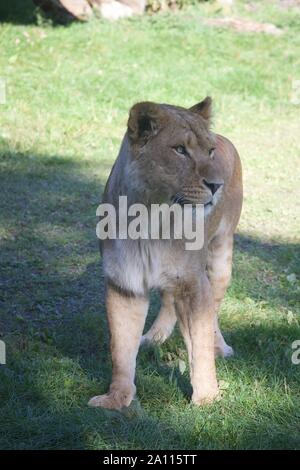 Une fierté un lions profiter du soleil. Photos prises à Longleat Safari Park Banque D'Images