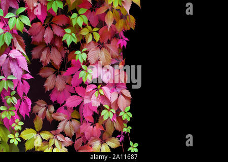 Résumé rose, rouge, vert, violet, jaune feuilles de vigne fille motif décoratif isolé sur fond noir close up, copy space Banque D'Images