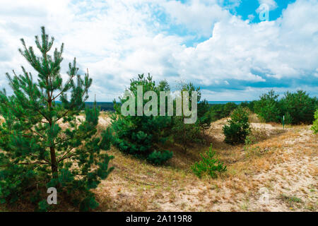 Dunes de sable sur l'isthme de Courlande. Beau paysage sur la mer Baltique. La région de Kaliningrad. Banque D'Images