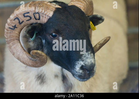 Llanelwedd, Powys, au Royaume-Uni. 23 septembre 2019. Béliers attendre pour la mise aux enchères à partir de 10h. La NSA (National Sheep Association) Wales & Border Ram vente a lieu au Royal Welsh Showground dans Powys, Pays de Galles, Royaume-Uni. Deux ans de galles & Border Ram Ventes sont tenues chaque année : un début en août et le principal d'entre eux en septembre. Autour de 4 500 races de béliers sur 30 seront en vente. © Graham M. Lawrence/Alamy Live News Banque D'Images