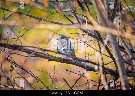 Un petit oiseau de l'ordre des passereaux est assis sur une branche dans la forêt d'automne Banque D'Images