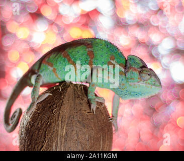 Caméléon Vert se trouve sur une noix de coco sur un fond coloré Banque D'Images