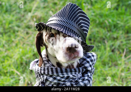 Chien dalmatien avec taches brunes dans un chapeau et un foulard à carreaux autour du cou, l'air triste à l'appareil photo dans le contexte de l'herbe verte. Banque D'Images