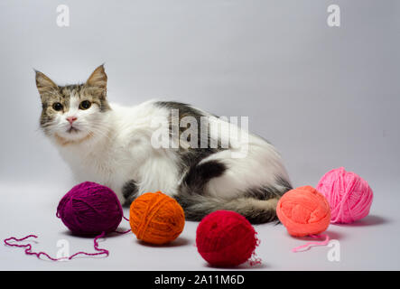 Félin tacheté blanc entre les balles multicolores de fil de laine sur un fond gris Banque D'Images