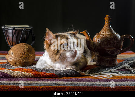 Insatisfait chat avec une électrique drum djembe et la noix de coco sur un tapis à rayures colorées Banque D'Images