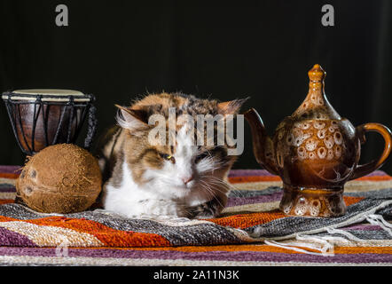 Insatisfait chat avec une électrique drum djembe et la noix de coco sur un tapis à rayures colorées Banque D'Images