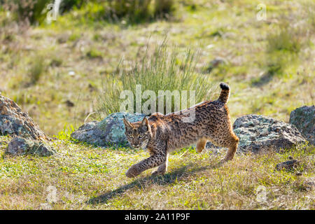 Le Lynx ibérique - LINCE IBÉRICO ((Lynx pardinus) Banque D'Images