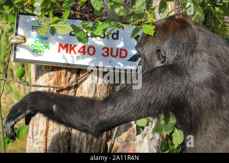 Londres, Royaume-Uni. 29Th Sep 2019. ZSL London Zoo's troupe de gorilles de plaine de l'ouest célèbrent la Journée mondiale de gorille en révélant les heureux gagnants de la loterie, avec le code postal code postal sur un panneau routier. Conservation du ZSL de bienfaisance, y compris son travail avec les populations de gorilles au Cameroun, est pris en charge par la Postcode Lottery. Remarque : SOUS EMBARGO JUSQU'AU 24 SEPTEMBRE, des images peuvent aller dans une impression en direct dès demain matin et peut aller sur le news feed Crédit : Imageplotter/Alamy Live News Banque D'Images
