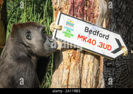 Londres, Royaume-Uni. 29Th Sep 2019. ZSL London Zoo's troupe de gorilles de plaine de l'ouest célèbrent la Journée mondiale de gorille en révélant les heureux gagnants de la loterie, avec le code postal code postal sur un panneau routier. Conservation du ZSL de bienfaisance, y compris son travail avec les populations de gorilles au Cameroun, est pris en charge par la Postcode Lottery. Remarque : SOUS EMBARGO JUSQU'AU 24 SEPTEMBRE, des images peuvent aller dans une impression en direct dès demain matin et peut aller sur le news feed Crédit : Imageplotter/Alamy Live News Banque D'Images