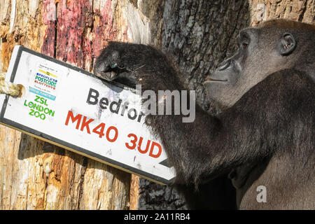 Londres, Royaume-Uni. 29Th Sep 2019. ZSL London Zoo's troupe de gorilles de plaine de l'ouest célèbrent la Journée mondiale de gorille en révélant les heureux gagnants de la loterie, avec le code postal code postal sur un panneau routier. Conservation du ZSL de bienfaisance, y compris son travail avec les populations de gorilles au Cameroun, est pris en charge par la Postcode Lottery. Remarque : SOUS EMBARGO JUSQU'AU 24 SEPTEMBRE, des images peuvent aller dans une impression en direct dès demain matin et peut aller sur le news feed Crédit : Imageplotter/Alamy Live News Banque D'Images