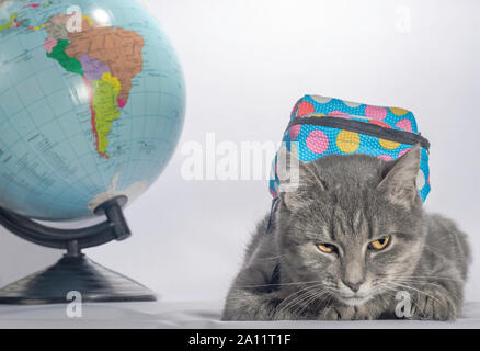 Retour à l'école mal tabby cat de couleur gris avec des yeux orange et un sac à dos bleu se trouve à côté du golbus et semble mécontent Banque D'Images