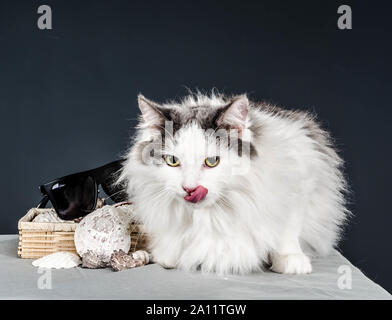 Chat gris et blanc moelleux avec des yeux jaunes léché à côté de coquilles de mer dans une boîte de paille et lunettes de soleil sur fond gris Banque D'Images