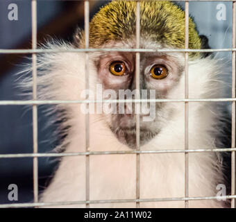 Singe vert ressemble tristement à travers la cage lattice Banque D'Images