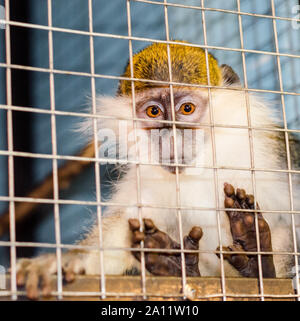 Singe vert ressemble tristement à travers la cage Banque D'Images