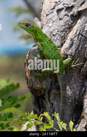 Jeune iguane, plage Matapalo, Guanacaste, Costa Rica. Banque D'Images
