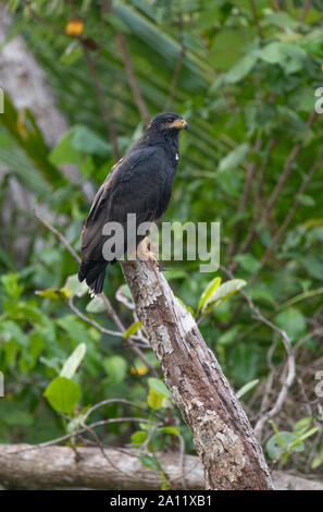 Black Hawk commun (Buteogallus anthracinus), Guanacaste, Costa Rica Banque D'Images