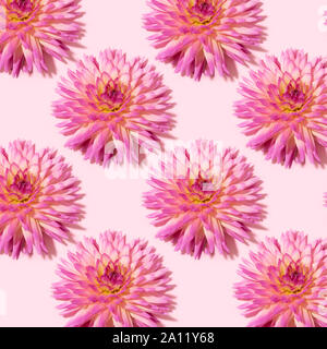 Fond rose avec dahlia fleurs. Mise à plat. Vue d'en haut. Motif floral. Arrière-plan de fête le printemps et l'été Banque D'Images