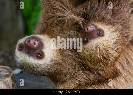 Mia le Hoffmann's deux doigts choloepus hoffmanni 'paresseux' avec son bébé à l'Eco Adventure Park Diamante à Guanacaste, Costa Rica Banque D'Images