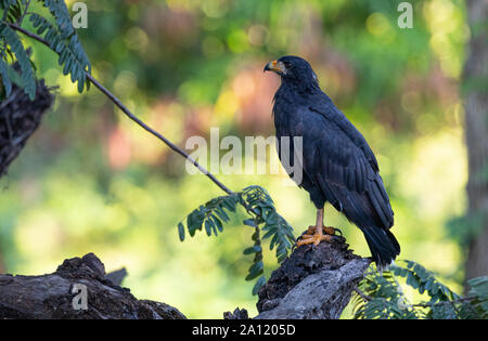 Black Hawk commun (Buteogallus anthracinus), Guanacaste, Costa Rica Banque D'Images