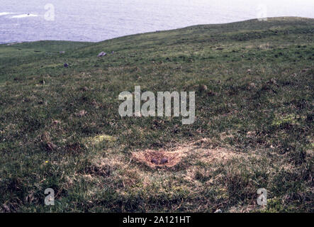 St Kilda. Un groupe d'îles situées à quelque 40 miles de l'Outer Hebrides, Ecosse dans l'Océan Atlantique.grand labbe Nid et oeufs. Banque D'Images