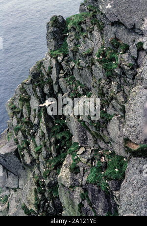 St Kilda. Un groupe d'îles situées à quelque 40 miles à l'Océan Atlantique.La section de falaise de l'île principale d'hirta. L'Ecosse Banque D'Images