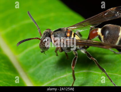 La macro photographie de papier Wasp sur feuille verte Banque D'Images